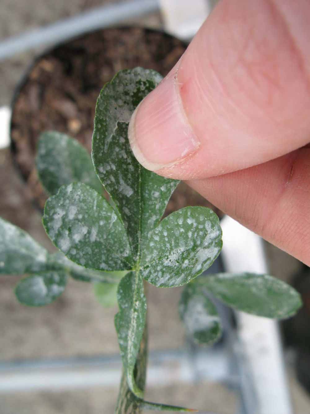              Trifoliolate leaf (Phillip Rucks Citrus Nursery, Frostproof,   FL)       